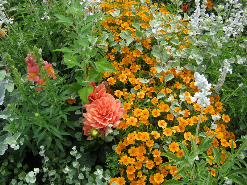 flowering plant, colorful, plant, inflorescence, bed, blütenmeer, plant part, yellow, color, orange color, nature, leaf, decoration, petal, green color