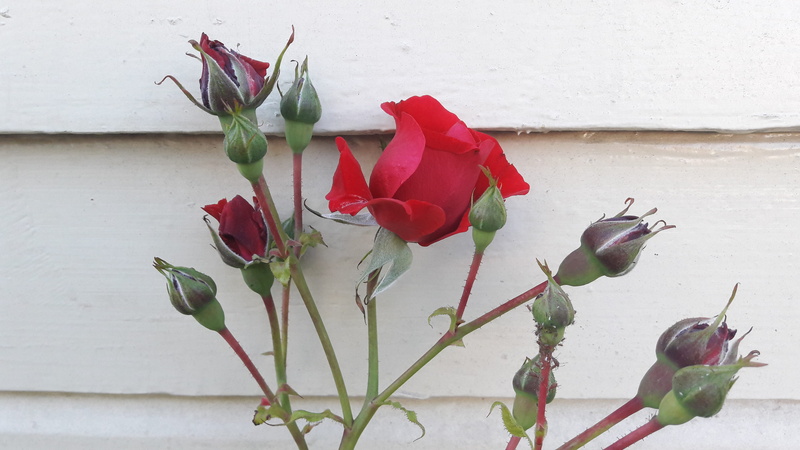 red flower, rosebuds, summer, rose, roses, red, plants, flowering, facade, flower head, gorgeous roses, rose - flower, romantically, green, outdoors, wonderful rose