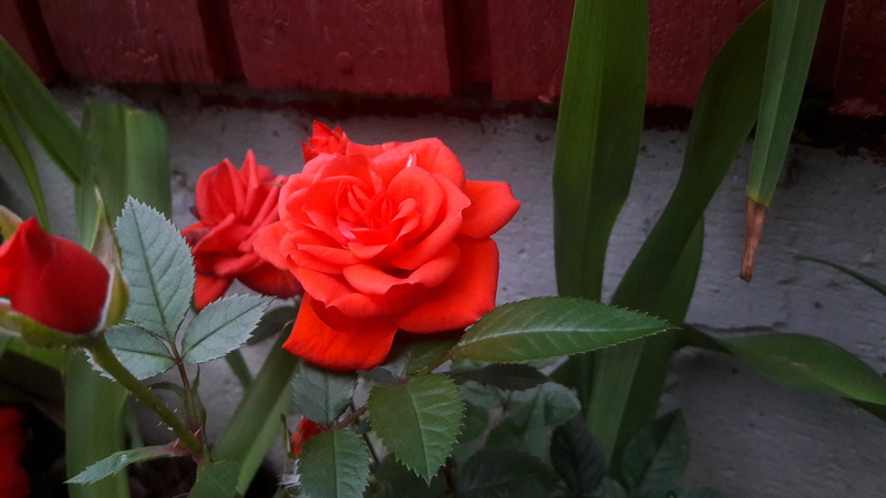 plant, beautifully, beauty in nature, planting, petal, rose, flowering plant, romantically, rose - flower, summer, garden, red, flowers, colorful, nature