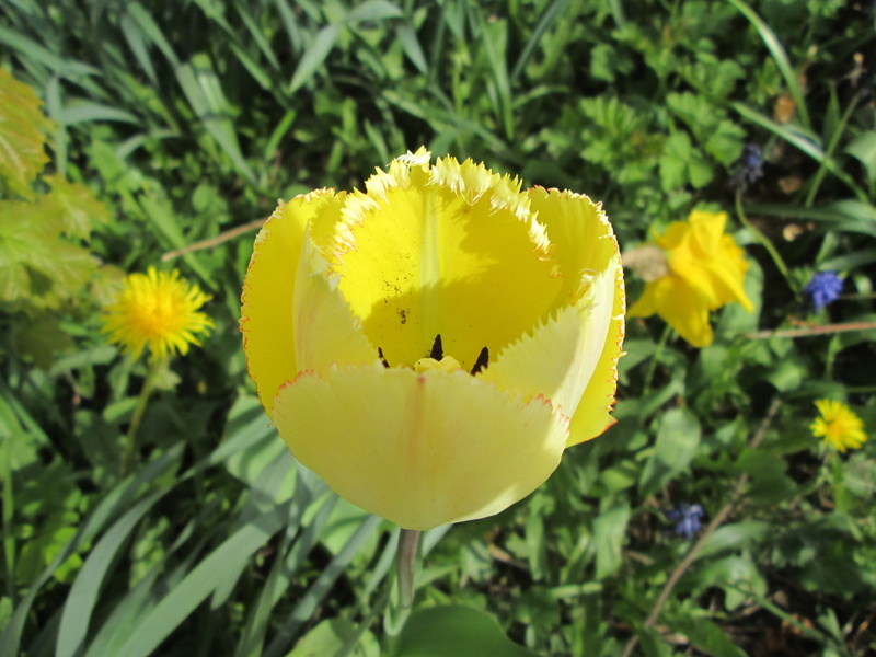 plant, sweden, no people, greenery, yellow tulip, flowering, spring flower, the blooming flowers, vulnerability, close-up, invertebrate, outdoors, garden