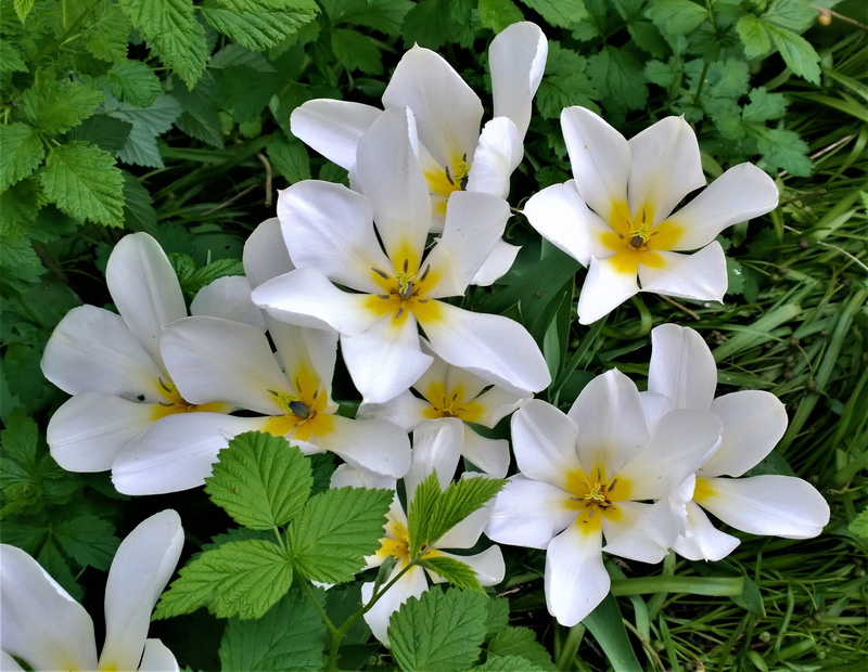ornamental plant, petal, freshness, corolla, outdoors, beautiful, tulips, tulip, swedish, close-up, spring flowers, spring, no people, day, flowering, vulnerability