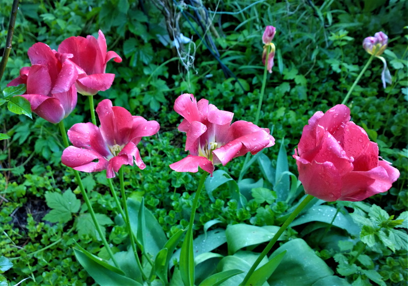 colorful, flowerbed, joy, pistils, planting, plant part, garden, plant, flowering plant, pistil, wilted, outdoor, beautiful, pink, nature, tulips, picture