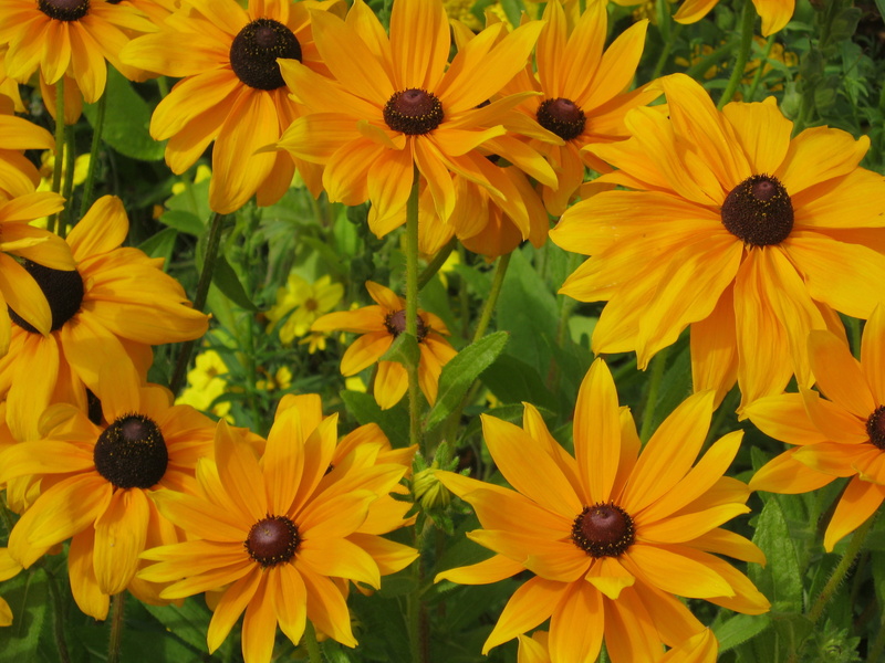 nature, decoration, flower, blütenmeer, outdoors, colorful, sunflower, petal, no people, garden, noble, bed, red, flowers, plant, vulnerability, bright