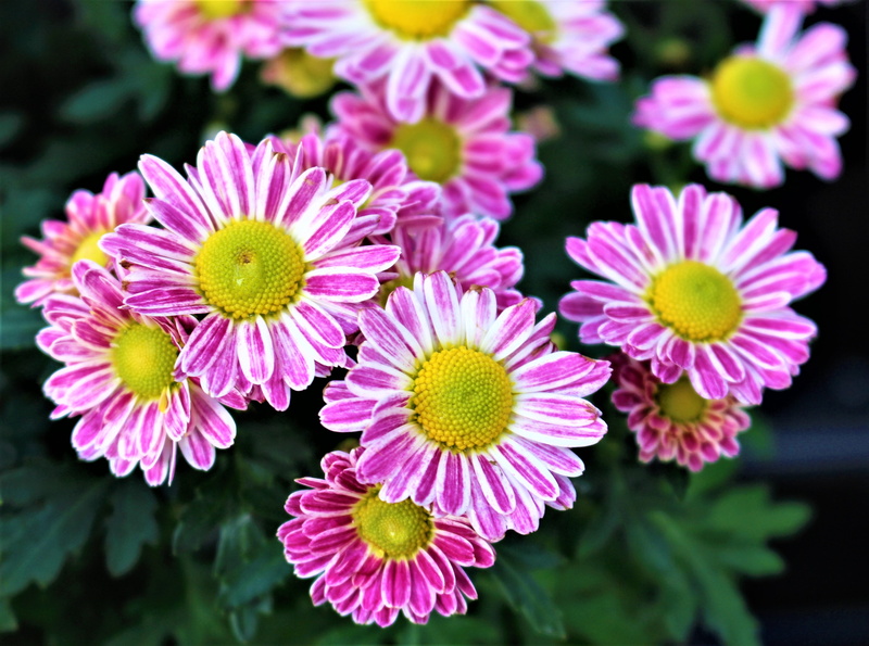 flowers, flowering plant, leaf, flower, day, focus on foreground, beauty in nature, beautiful, colorful, springtime, beautiful petals, inflorescence, plant