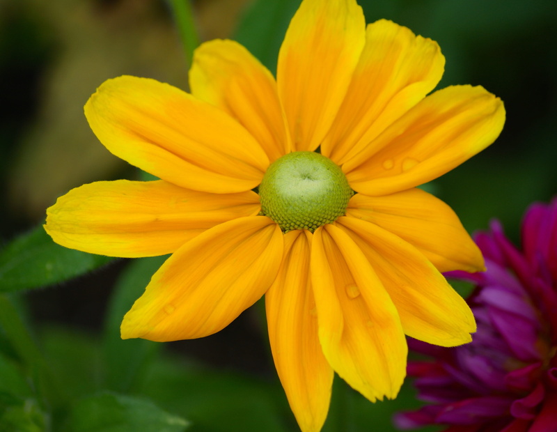 flower head, yellow, bloom, blossom, inflorescence, close-up, flower, freshness, summer, focus on foreground, no people, park, day, beauty in nature, yellow flowers