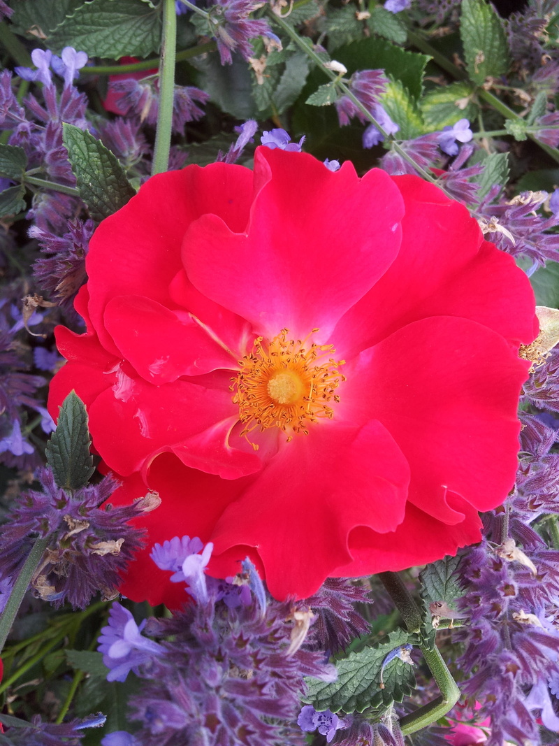 autumn, flowering plant, plant, vulnerability, colourful, freshness, late summer, discount, plants, red, outdoors, close-up, violet, nature, beauty in nature
