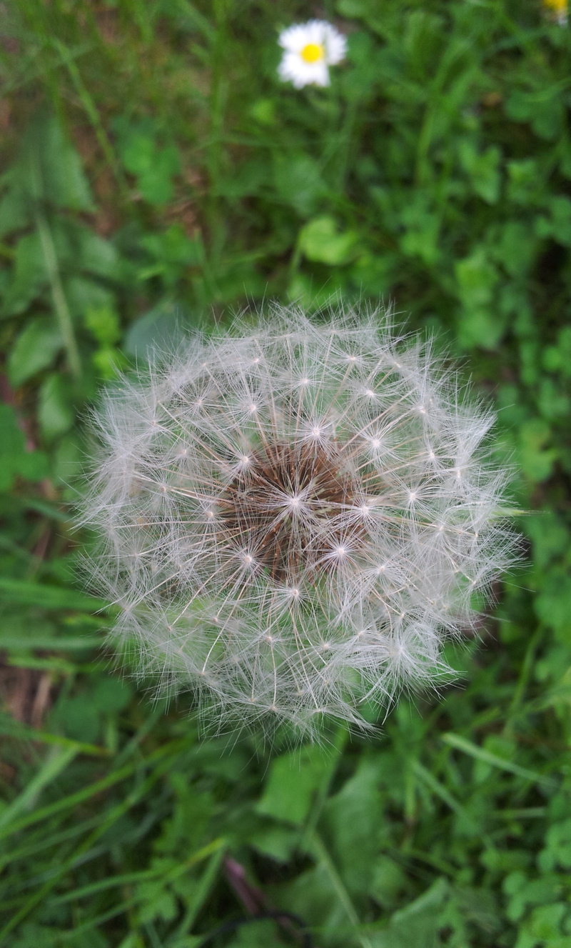 summer flower, fragility, flowering plant, beautiful, close-up, planting, flower head, flowers, 2K, no people, growth, overblown, vulnerability, top, day