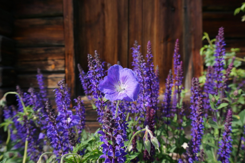 plant, focus on foreground, beauty in nature, the valleys, inflorescence, flower head, vulnerability, blue, petal, discount, selective focus, nature, freshness