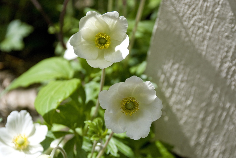 anemone, focus on foreground, pollen, inflorescence, day, white color, flower head, discount, early flowering, no people, flower, flowering plant, growth
