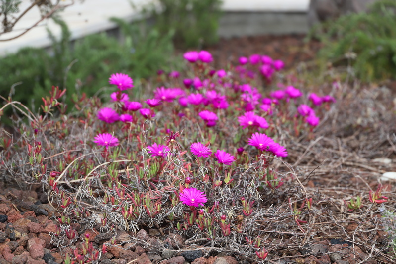 season, solar, outdoor, summer, fine, garden, crocus, flower, pink color, park, plant, the french riviera, lawn, flowers, nature, beautiful, vulnerability