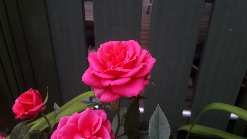 planting, discount, no people, ros, discounts, romance, foliage, flowering, sweden, beautiful, bouquet, pink petals, roses, colorful, freshness, beautifully