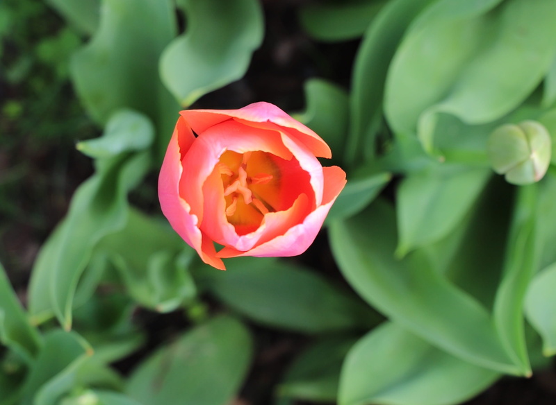 inflorescence, close-up, flower head, closeup, freshness, garden, live, plant part, the french riviera, beautiful, green color, plants, season, fragility