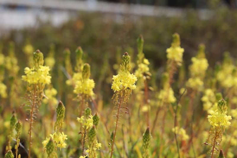 winemaking, cannes, selective focus, beauty in nature, focus on foreground, outdoor, floral, agriculture, outdoors, season, close-up, leaf, summer, nature