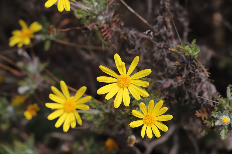 wild, closeup, plants, growth, discount, outdoor, beautiful, petal, cannes, plant, garden, floral, flowering plant, pollen, selective focus, vulnerability