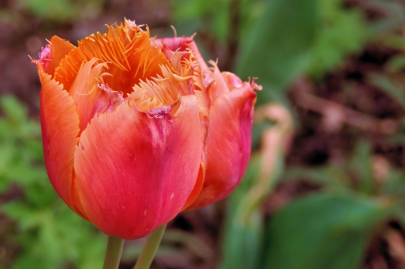 flowering plant, pollen, beauty in nature, vulnerability, plant, growth, garden, spring, flower head, petal, focus on foreground, close-up, plant stem