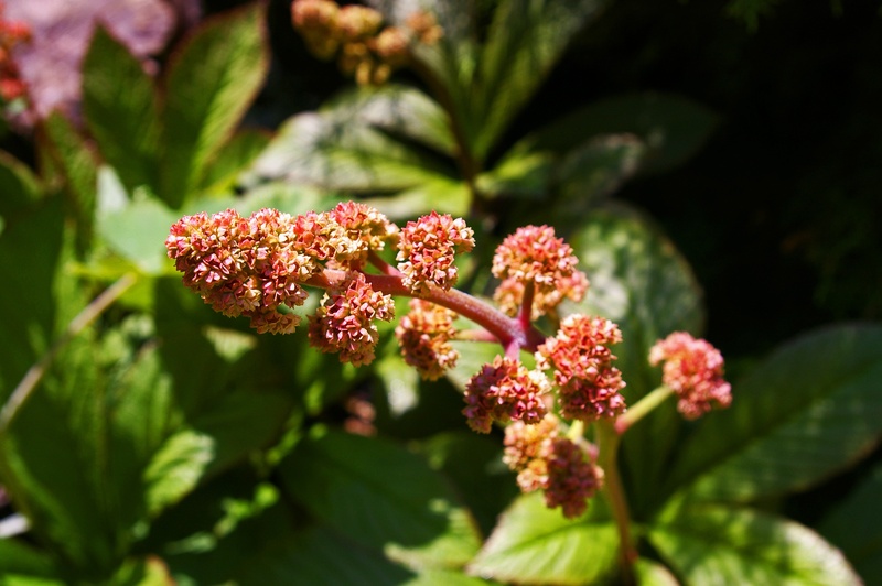 garden, plant part, growth, close-up, flora, day, schattenpflanze, fragility, outdoors, bloom, flower head, record sheet, garden design, plant, beete, flower