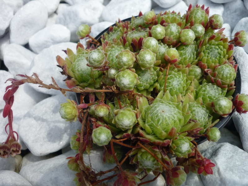 houseleek, day, focus on foreground, indoors, white hairy, food, freshness, ornamental plant, healthy eating, nature, 1080P, abundance, embedded, high angle view