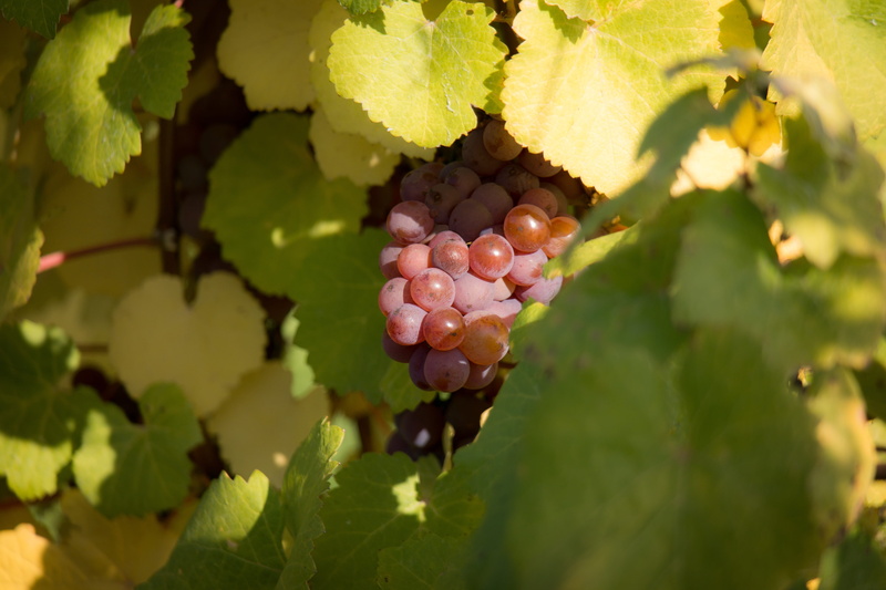 freshness, plant, grape, day, growth, vine leaves, autumn, no people, green, abundant, outdoors, leaf, vine, wine, winemaker, wellbeing, recovered, vineyard