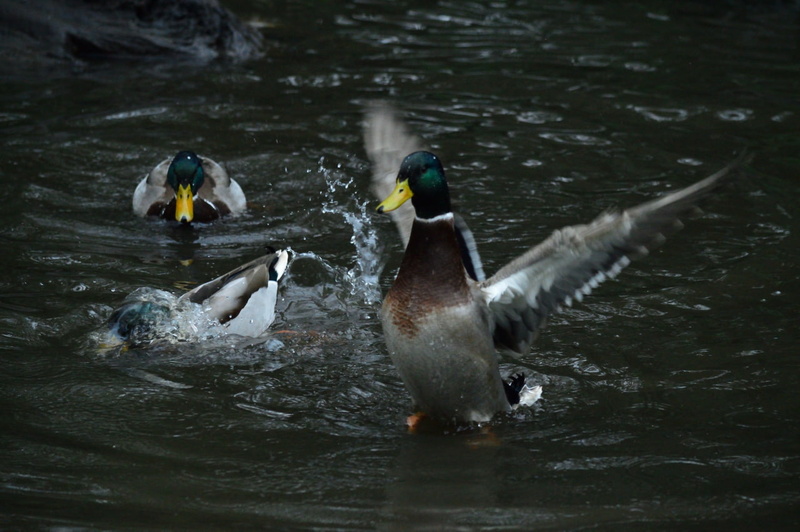 water, duck, animals, 720P