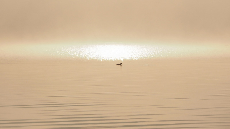bird, tranquil scene, duck, reflection, nature, sea, water, animal themes, animal wildlife, day, scenics - nature, beauty in nature, tranquility, 1080P
