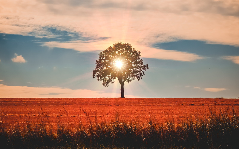 field, nature, horizon, growth, tranquil scene, plants, sunset, lens flare, sun, beauty in nature, bright, tranquility, grass, outdoors, environment, plant
