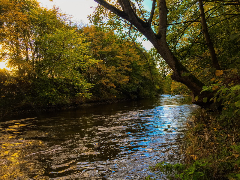 flowing, day, change, creek, non-urban scene, stream, waterfront, river, no people, green color, nature, tree trunk, beauty in nature, green, united kingdom
