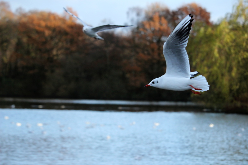 autumn, brown, outdoor, water, flying, close-up, animals in the wild, dom, sea, mid-air, closeup, flight, vertebrate, sky, focus on foreground, no people