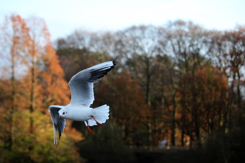 white, outdoor, wildlife, wing, 5K, photography, plant, no people, seagull, animal body part, vertebrate, nature, animal wildlife, flight, motion, tree