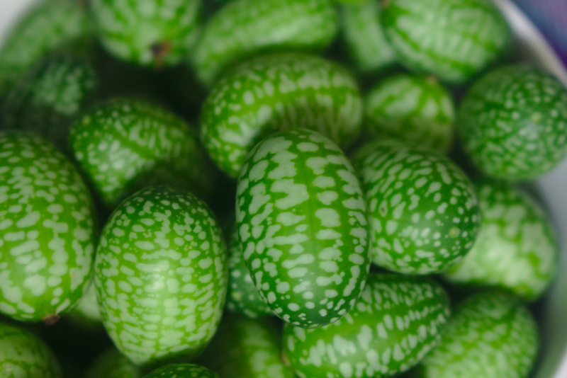healthy, vegetarian, fruit, cucumber, cucamelon, green, food, vegan, 2K, abundance, freshness, small, mexican sour gherkin, green color, raw, raw food