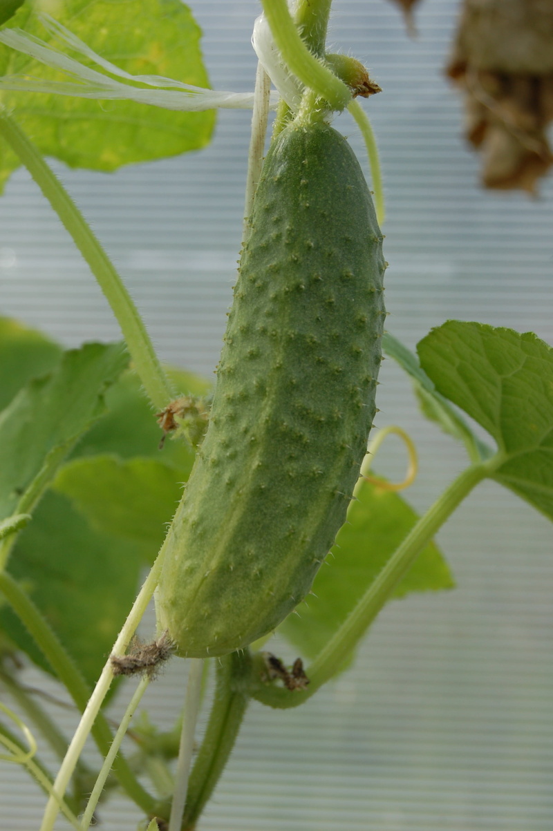 2K, green color, greens, plant part, beauty in nature, focus on foreground, vegetable, plant stem, wellbeing, leaf, spiky, green, day, food, harvest, food and drink