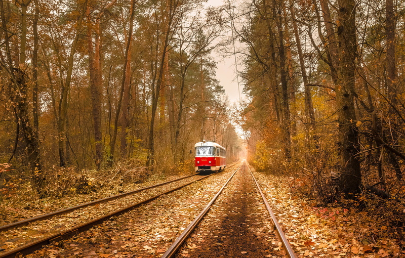 red, leaves, white, train, forest, 4K, power lines, autumn, tram