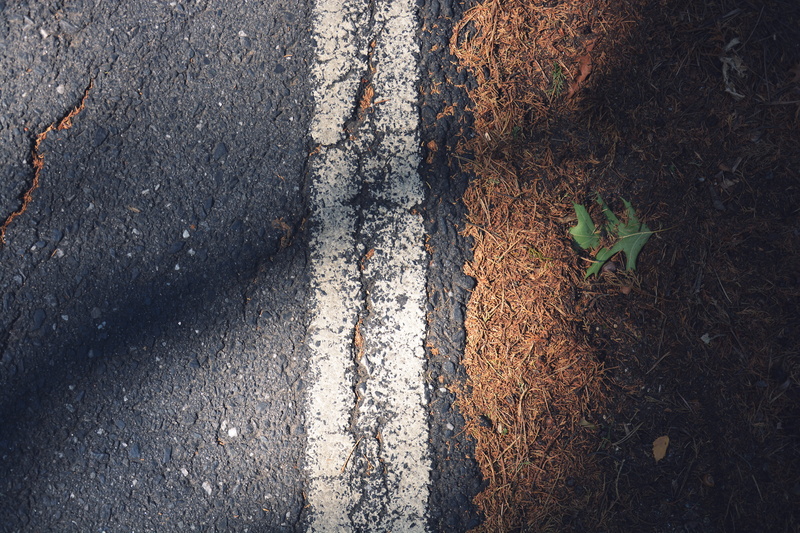 nature, directly above, no people, leafed, 5K, plant part, leaf, beside, asphalt, tree, road, marking, transportation, symbol, leaves, forest, close-up