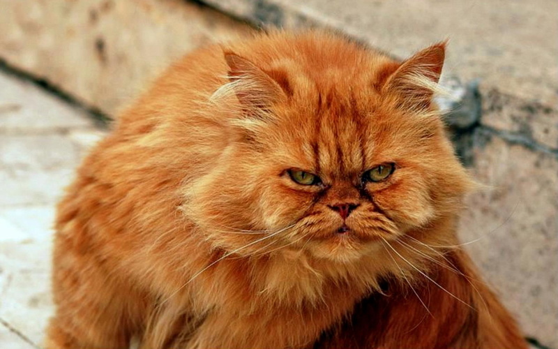 1080P, garfield, curb, orange cat, street, animals