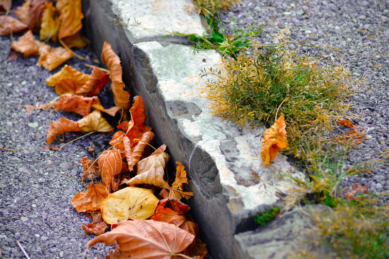 field, maple leaf, land, concrete, side of the road, 5K, plant part, close-up, autumn, leaf, falling, high angle view, orange color, natural condition