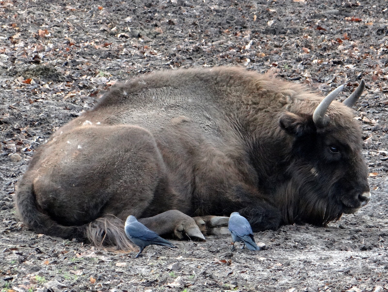herbivores, vertebrate, relaxation, bullish, łożyskowiec, field, mammal, wild animal, animals in the wild, large, domestic animals, outdoors, reserves