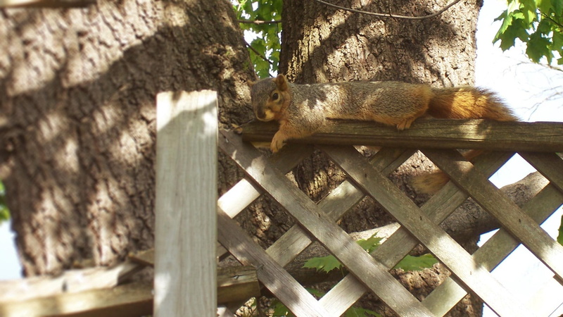 squirrels, rodent, fox, 1080P, takin, fox squirrel, squirrel, animals, maple leaves, easy, fence, tree, norway maple