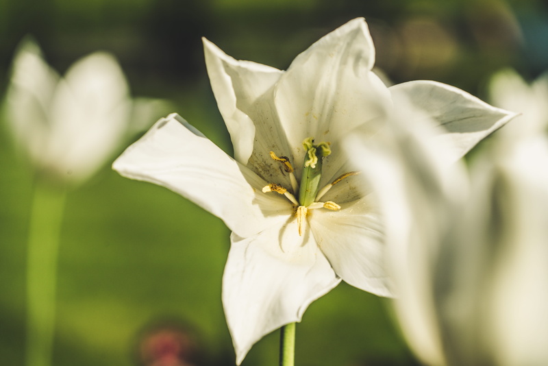 freshness, sharp, sunny day, central park, 8K, flower head, outdoors, selective focus, no people, spring, city, green, outdoor, united kingdom, london
