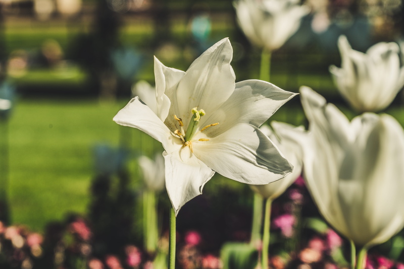 8K, flower, flowers, springtime, outdoors, petal, no people, inflorescence, white color, nature, park - man made space, vulnerability, focus, close-up