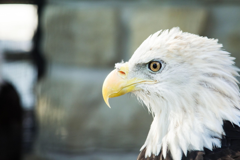bald, profile, America, 1080P, Animal, eagle, s, Best s, Bird