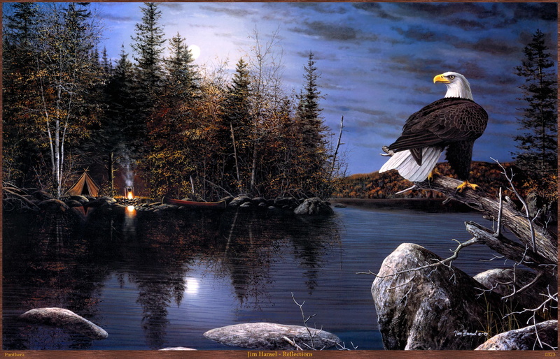 eagle, reflections, 1080P, lake, bald, america, animals, wind