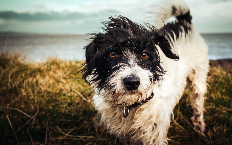 friend, animal, puppy, dog, wet, 1080P, animals, bark