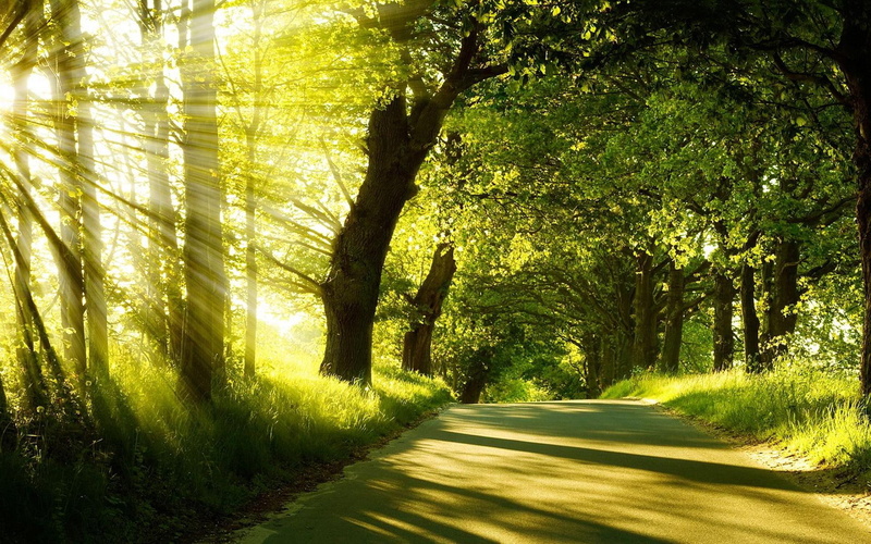 sunshine, summer, nature, 1080P, forest