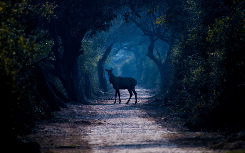 fog, animal, 2K, path, deer, wildlife, trees, forest