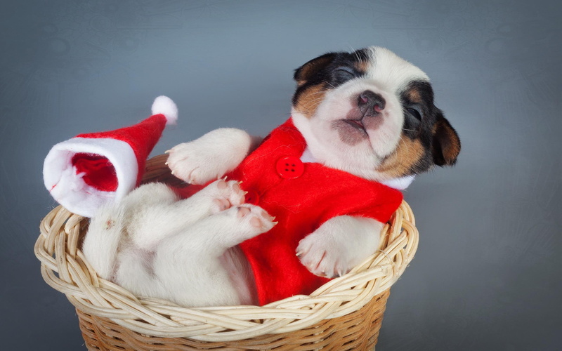 puppy, new, dogs, christmas, animals, resolution, high, 2K, year