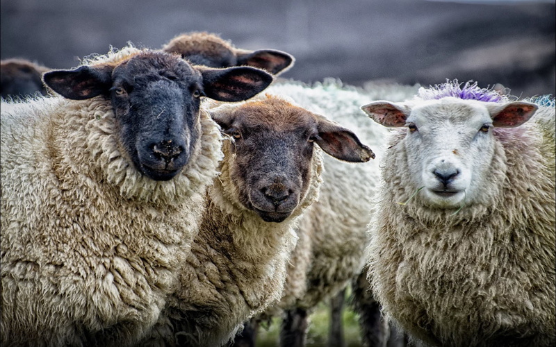 day, outdoors, animal, standing, mouflon, animal head, domestic, originated, animal themes, asia, members, no people, ruminants, sheep, land, portrait