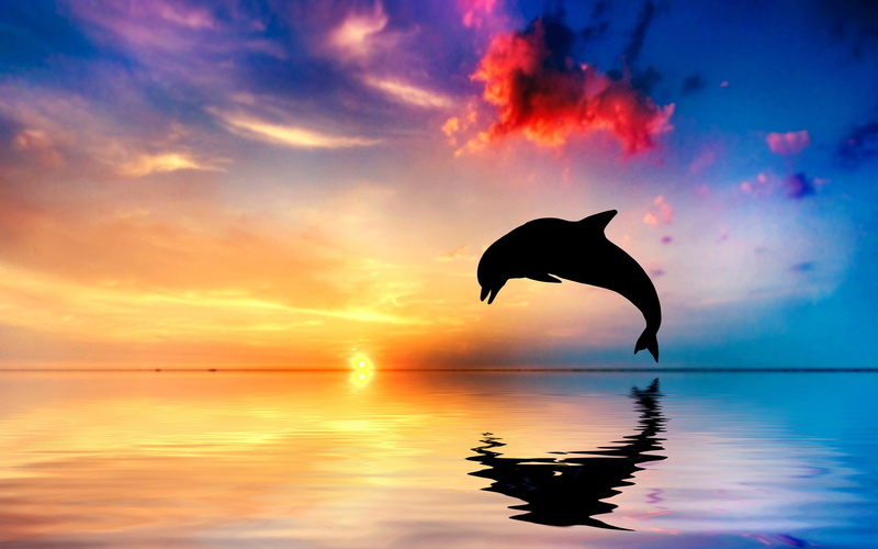 animals in the wild, nature, sky, animal themes, mid-air, animal, vertebrate, ocean, sea, full length, jumping, cloud - sky, one animal, silhouette, quality