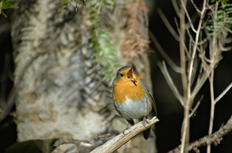 2K, selective focus, vertebrate, animal wildlife, beauty in nature, forest, animal, robin, perching, small bird, tree, branch, one animal, garden bird