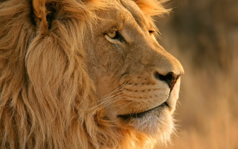 macintosh, apple, animals, mountain, 2K, hd, cats, art, x, lions, technology, inc