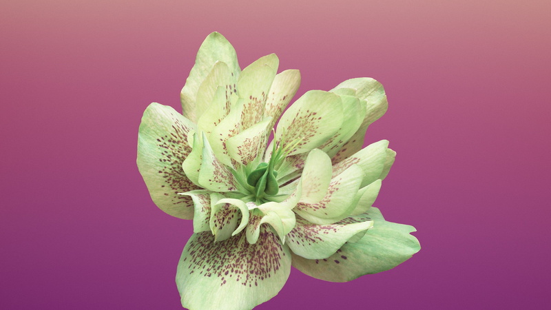 pink, WWDC 2017, retina, petaled, iPhone 8, green, HD, flower, 4k, 2K, iPhone X, iOS11