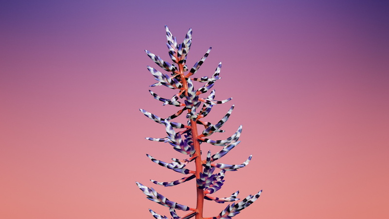 retina, selective, iOS11, 4k, flower, iPhone X, 2K, white, HD, petaled, photography, WWDC 2017, purple, iPhone 8, focus, flowers